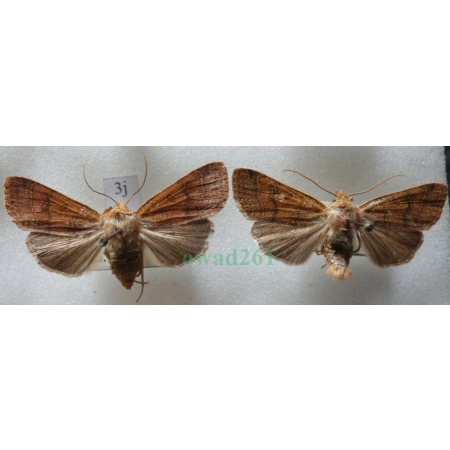 Agrochola nitida (Denis & Schiffermüller, 1775) pair Źrenicówka Czech3j